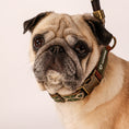 Bild in Galerie-Betrachter laden, BOHO ESSENCE LEASH (LIGHT)