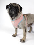 Bild in Galerie-Betrachter laden, Premium dog harness in pink. Luxury dog accessories.