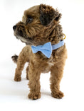Bild in Galerie-Betrachter laden, Baby blue dog collar made of finest corduroy with a stylish bowtie.