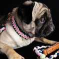Bild in Galerie-Betrachter laden, Mops mit Halsband und Leine
