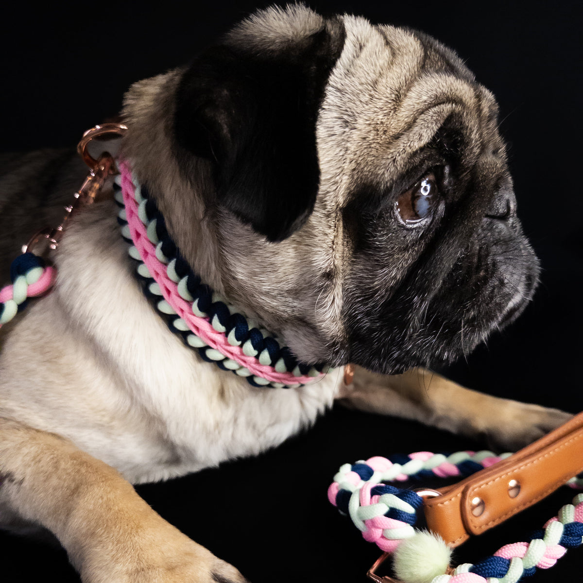 Mops mit Halsband und Leine